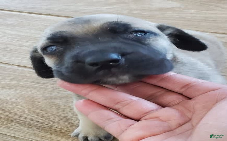 South African Boerboels dogs for sale - Ad 3