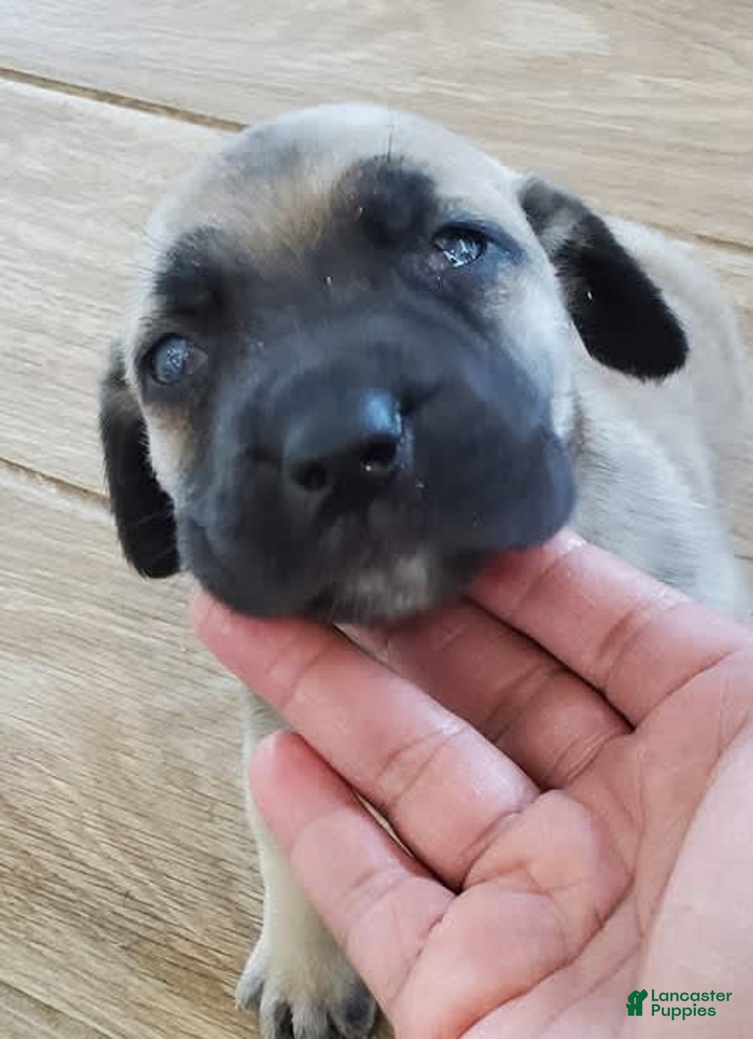 South African Boerboels dogs for sale: Bella - Image 1