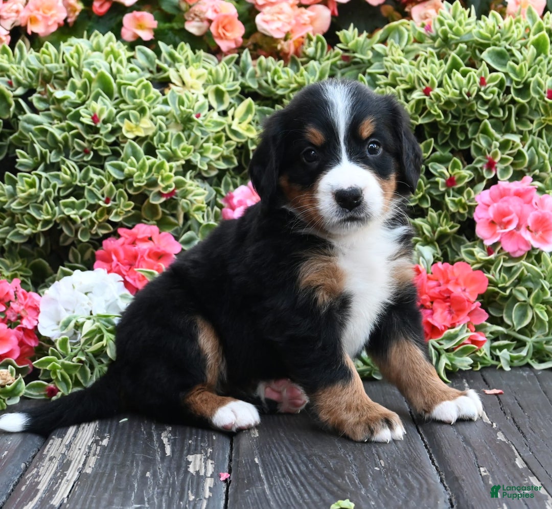 Bernese Mountain Dog dogs for sale: Ingrid - Image 2