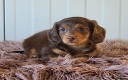 Miniature Dachshund dogs for sale: Roseabelle - Image 4