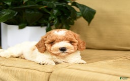 Mini Goldendoodle dogs for sale: Hailey - Image 5