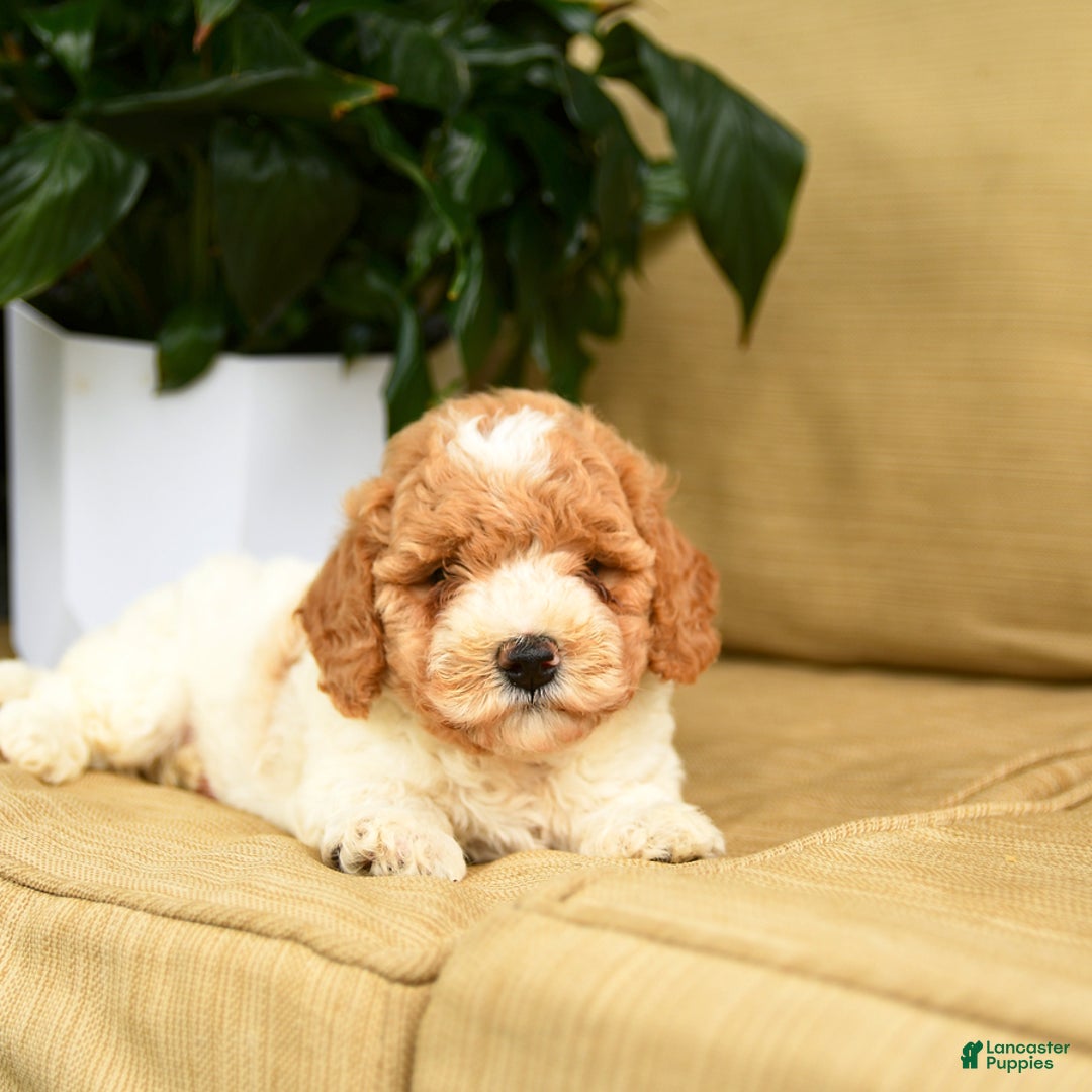 Mini Goldendoodle dogs for sale: Hailey - Image 5