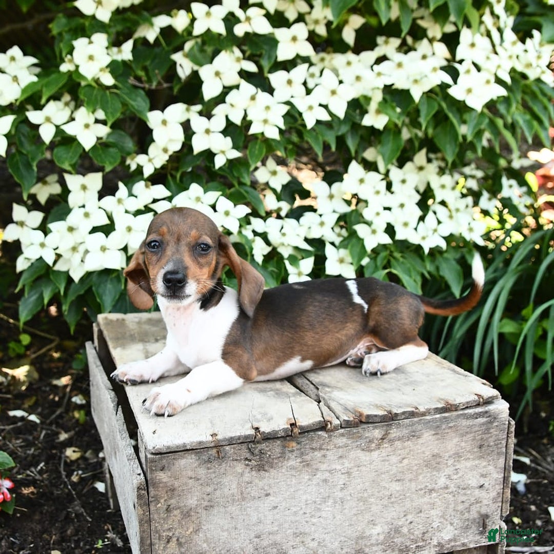 Miniature Dachshund dogs for sale: Rascal - Image 7