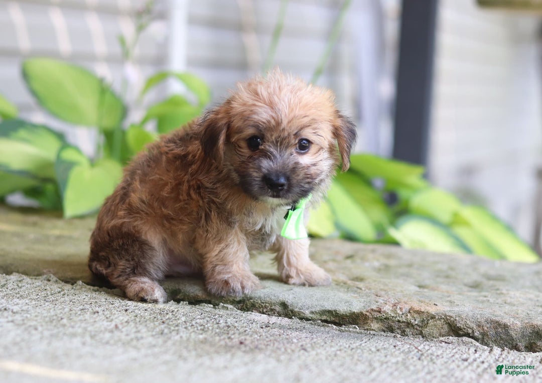 Morkie dogs for sale: Tyler - Image 4