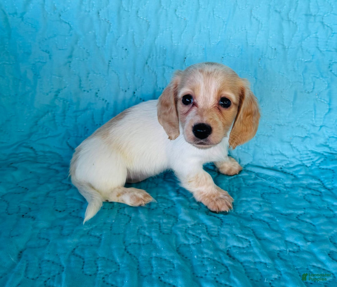 Miniature Dachshund dogs for sale: Libby LH - Image 9