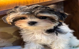 Morkie dogs for sale: Sydney - Image 4