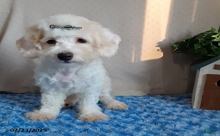 Bichpoo dogs for sale - Ad 1