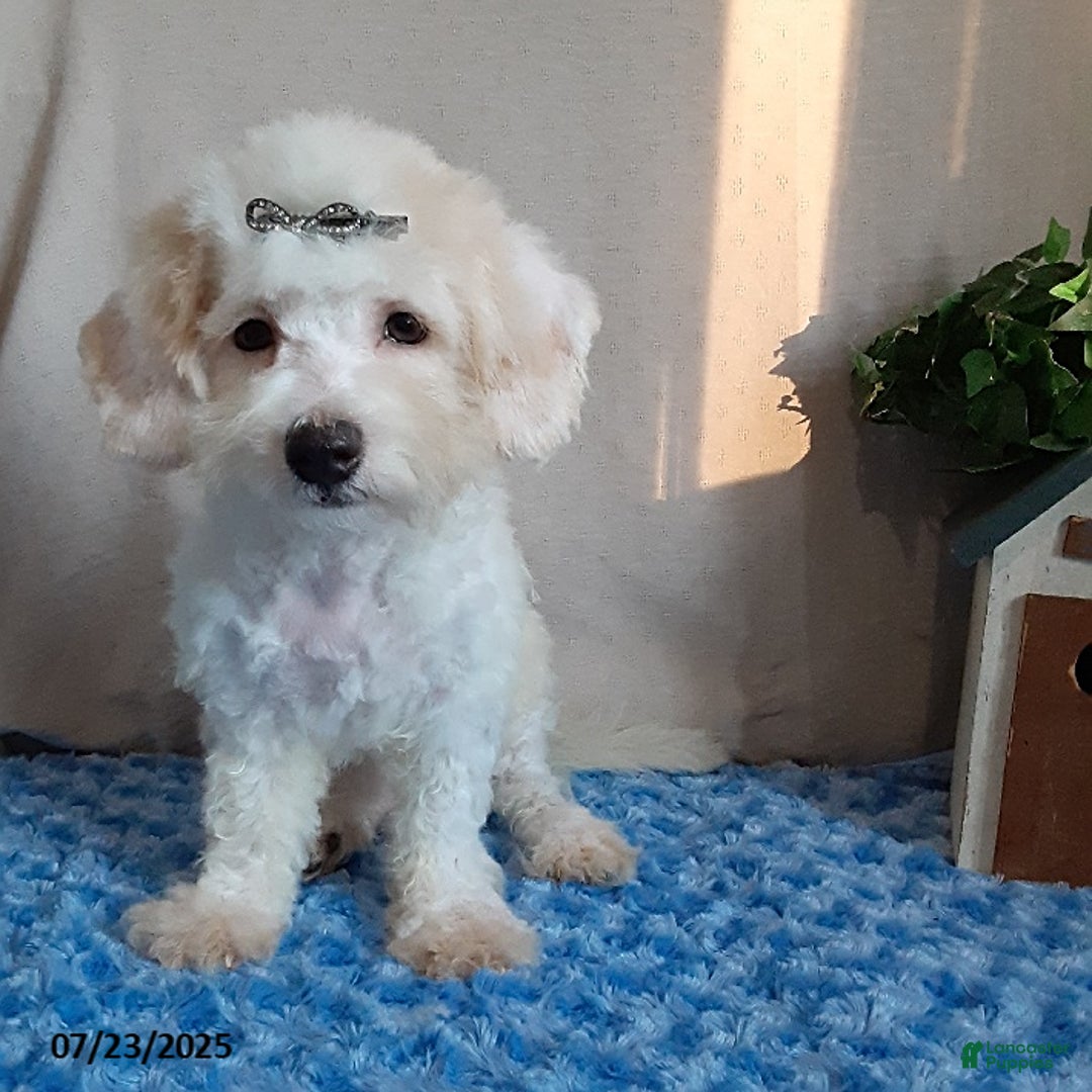 Bichpoo dogs for sale: Colby - Image 9