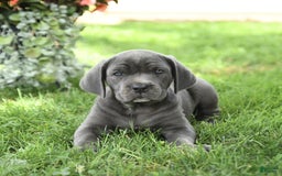 Cane Corso dogs for sale: Belle - Image 3