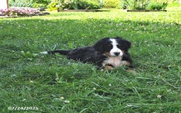 Bernese Mountain Dog dogs for sale: Virgil - Image 2