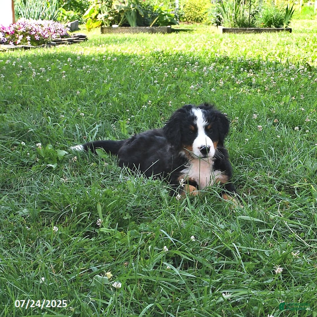 Bernese Mountain Dog dogs for sale: Virgil - Image 2