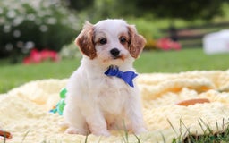 Cavapoo dogs for sale: Scout - Image 3