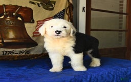 Old English Sheepdog dogs for sale: Shep - Image 4