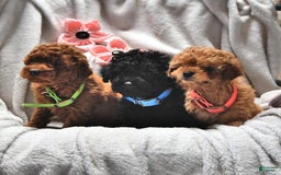 Miniature Poodle dogs for sale: Justin Ray - Image 3