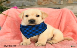 Labrador Retriever dogs for sale: Labrador Retriever 6 puppies - Image 30