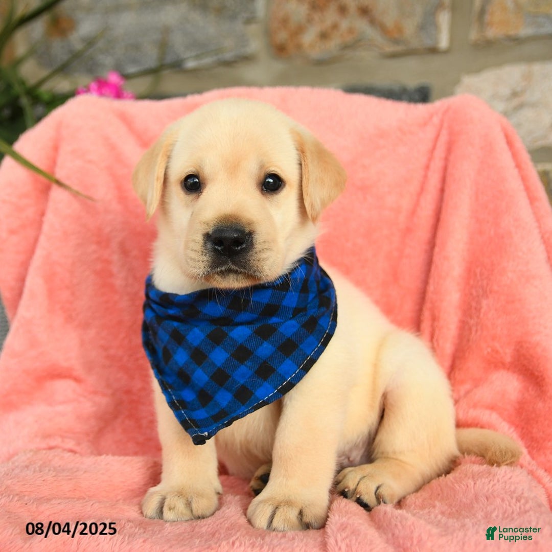 Labrador Retriever dogs for sale: Labrador Retriever 6 puppies - Image 30