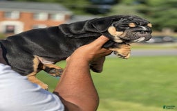 English Bulldog dogs for sale: Tank - Image 6