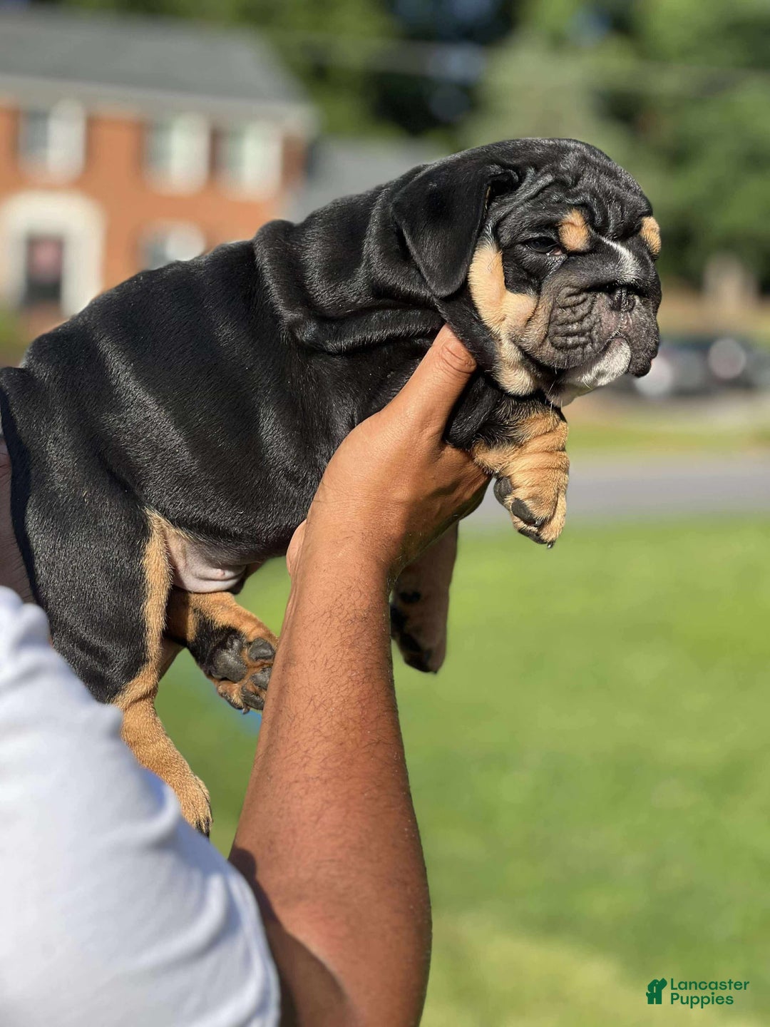 English Bulldog dogs for sale: Tank - Image 6
