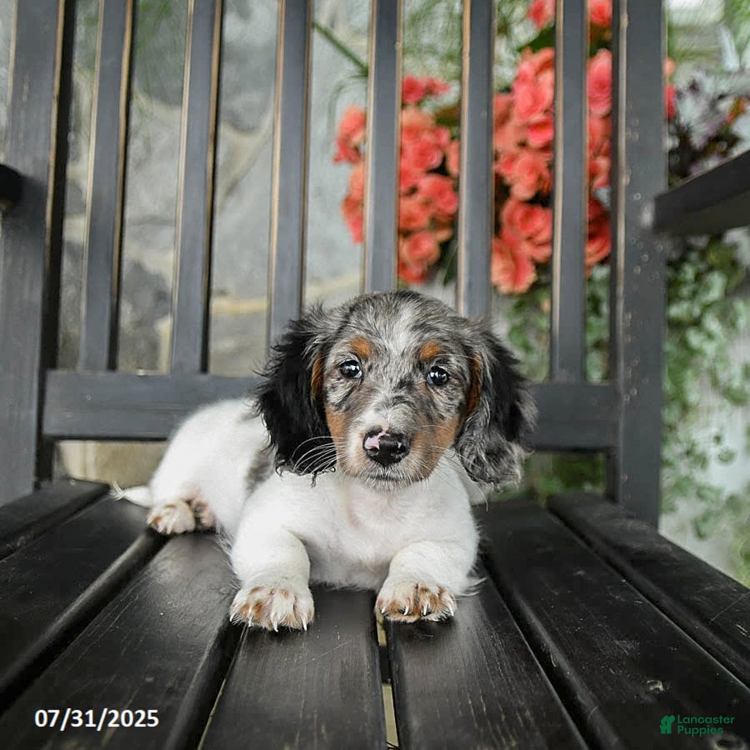 Miniature Dachshund dogs for sale: Cookie - Image 3
