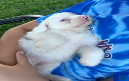 Mini Aussiedoodle dogs for sale: Bean - Image 7
