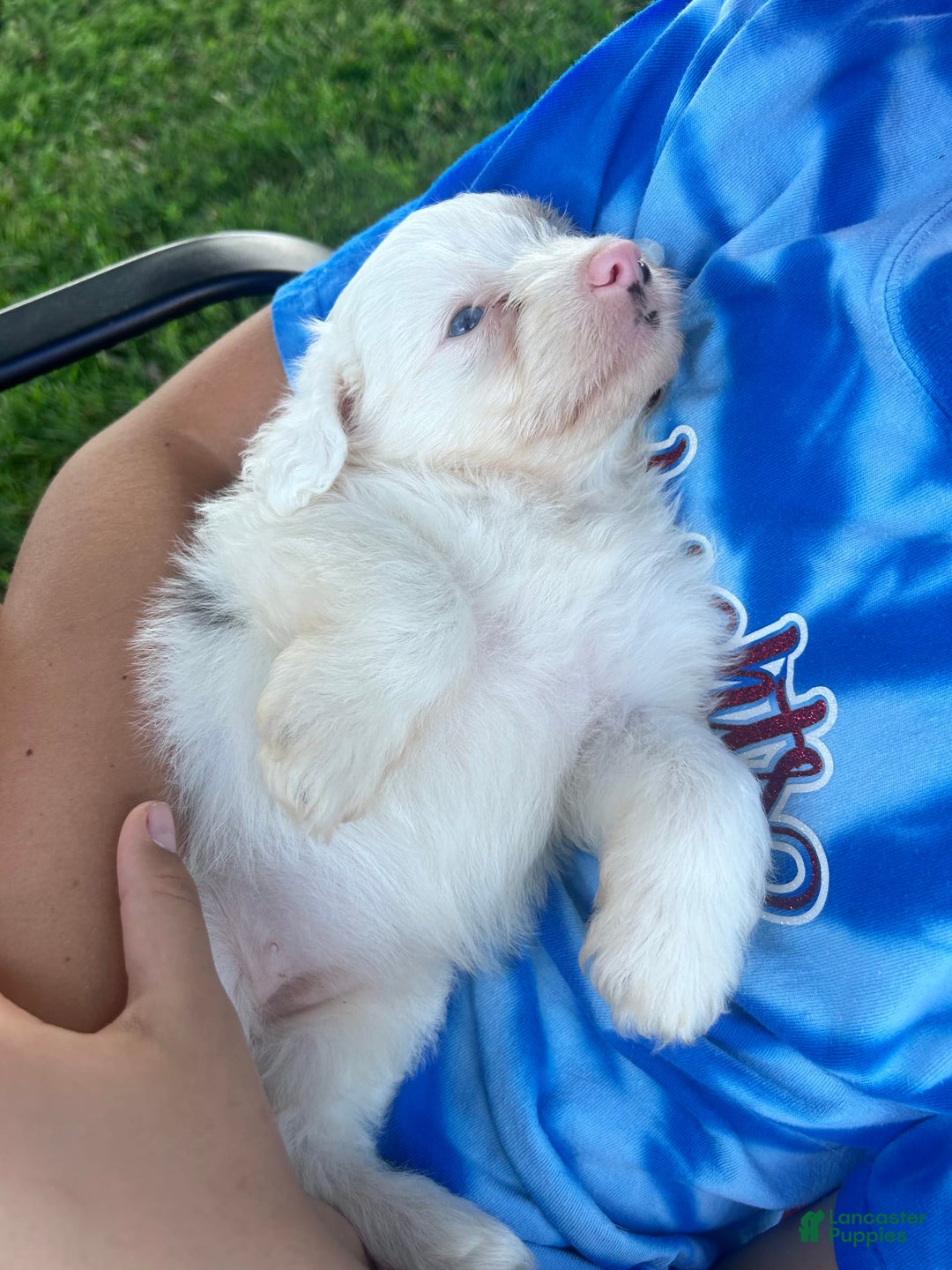 Mini Aussiedoodle dogs for sale: Bean - Image 7