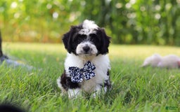 Cavapoo dogs for sale: Kye - Image 3