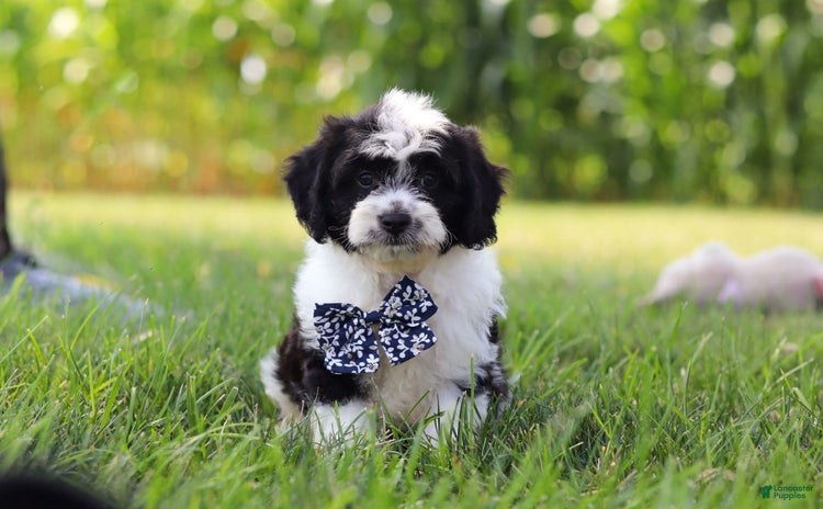 Cavapoo dogs for sale - Ad 1