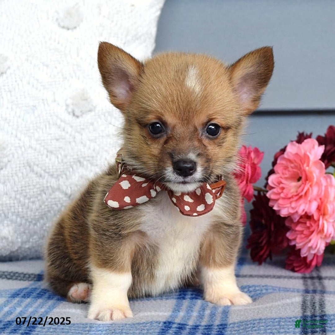 Welsh Corgi Pembroke dogs for sale: Zander - Image 6