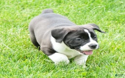 Beabull dogs for sale: Aaron - Image 6