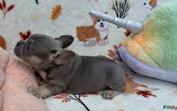 French Bulldog dogs for sale: Fiona - Image 5