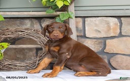 Doberman Pinscher dogs for sale: Riata - Image 1
