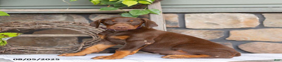Riata