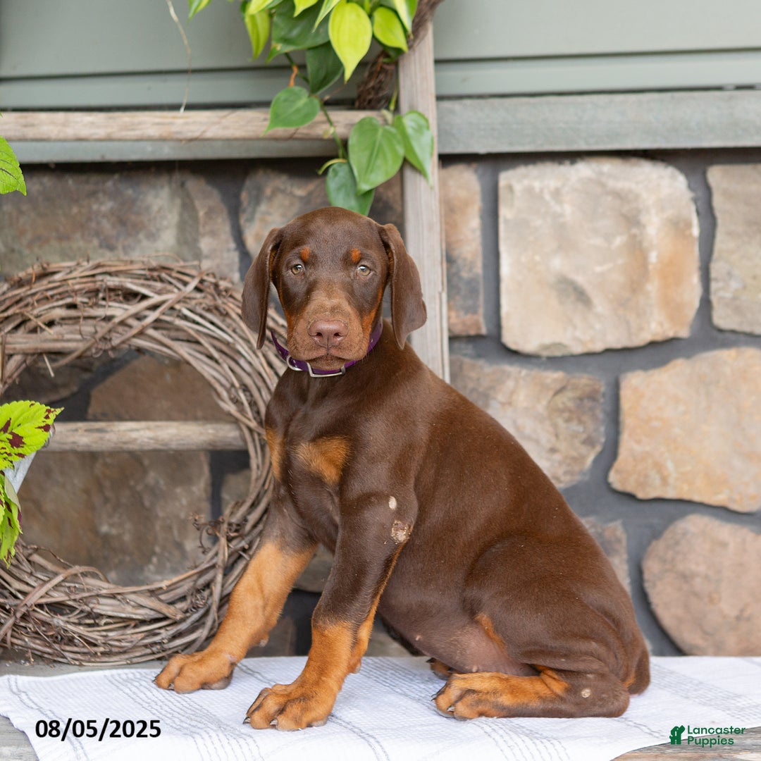 Doberman Pinscher dogs for sale: Riata - Image 1