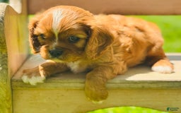 Cavalier King Charles Spaniel dogs for sale: Carl - Image 1
