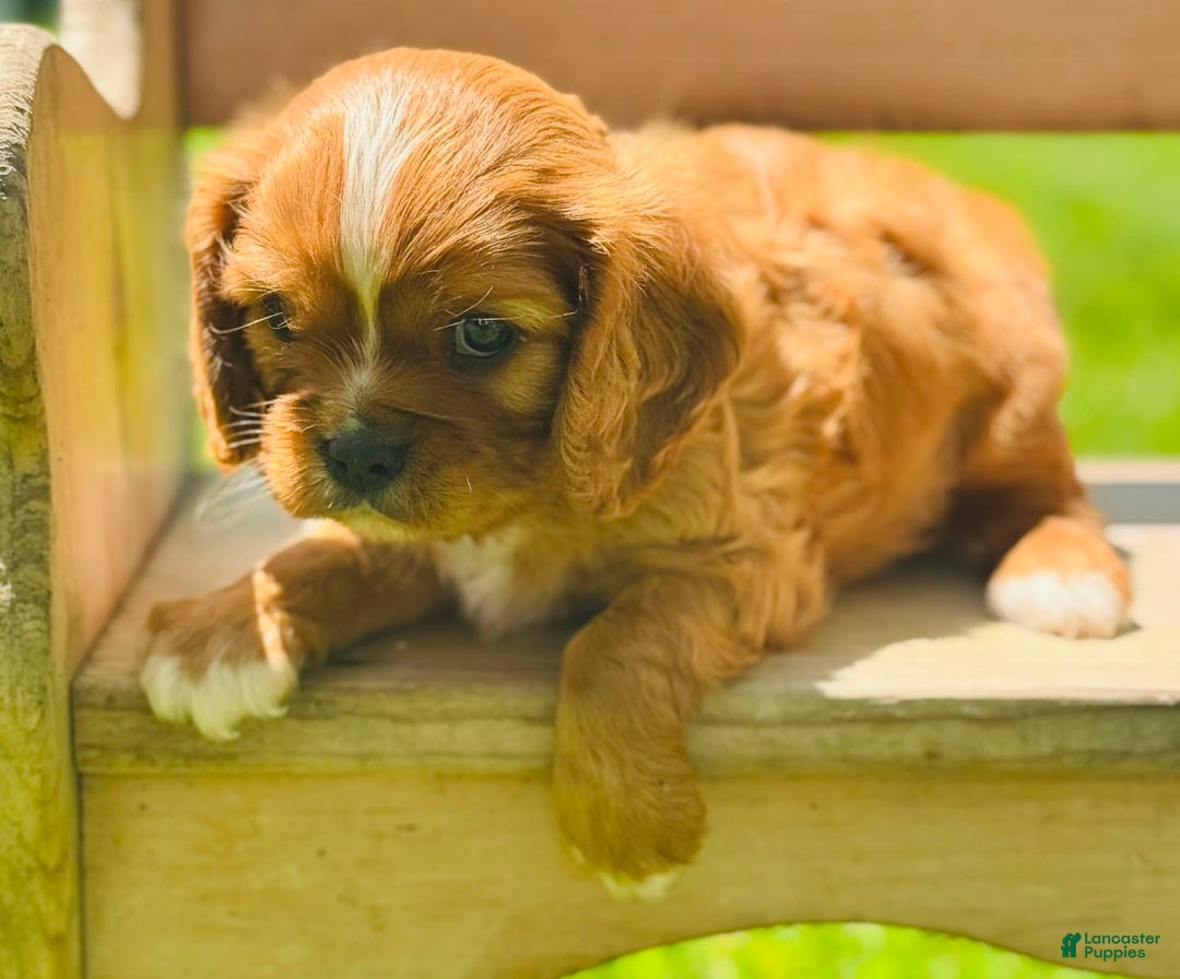 Cavalier King Charles Spaniel dogs for sale: Carl - Image 1