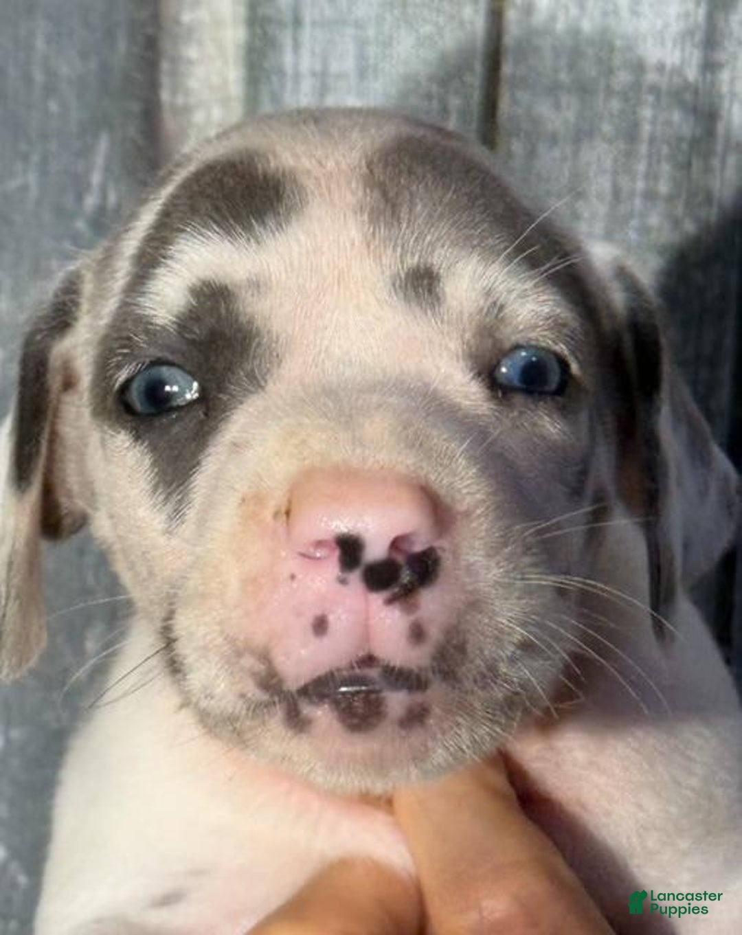 Great Dane dogs for sale: Iris - Blue Harlequin - Image 1
