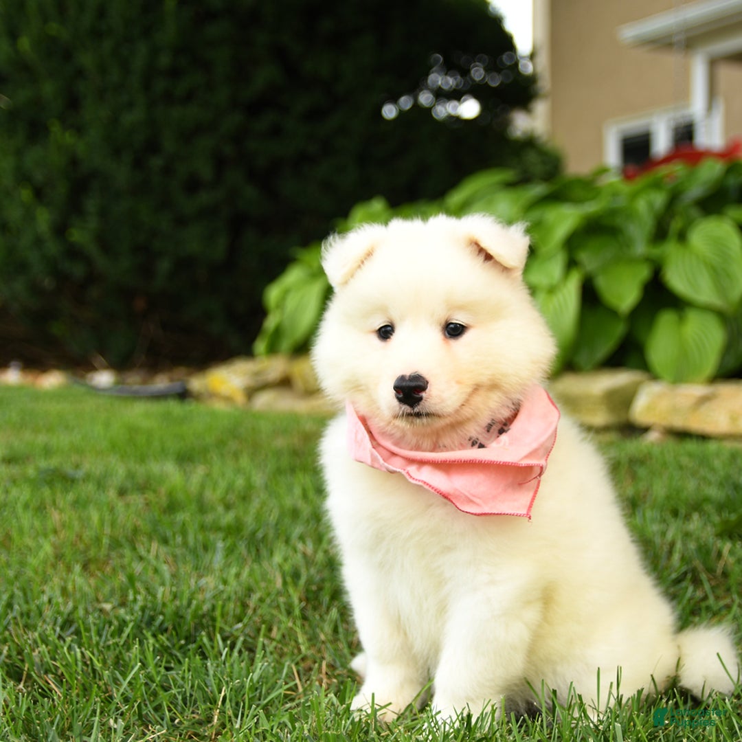 Samoyed dogs for sale: Lilah - Image 1