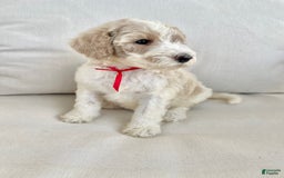 Labradoodle dogs for sale: Vivi - Image 2