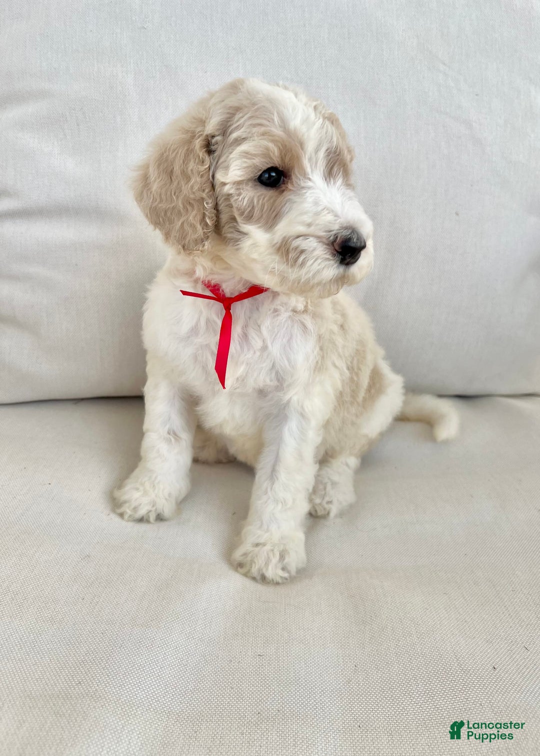 Labradoodle dogs for sale: Vivi - Image 2