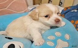Chihuahua dogs for sale: Darcey - Image 3