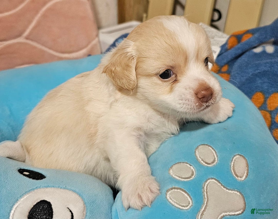 Chihuahua dogs for sale: Darcey - Image 3