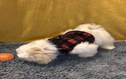 Shih Tzu dogs for sale: Mystical - Image 4