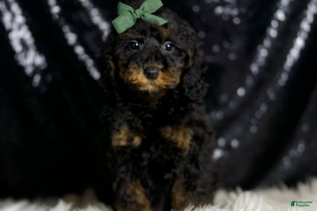 Miniature Poodle dogs for sale: Zues - Image 6