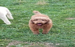 Standard Poodle dogs for sale: Ma Standard - Image 12