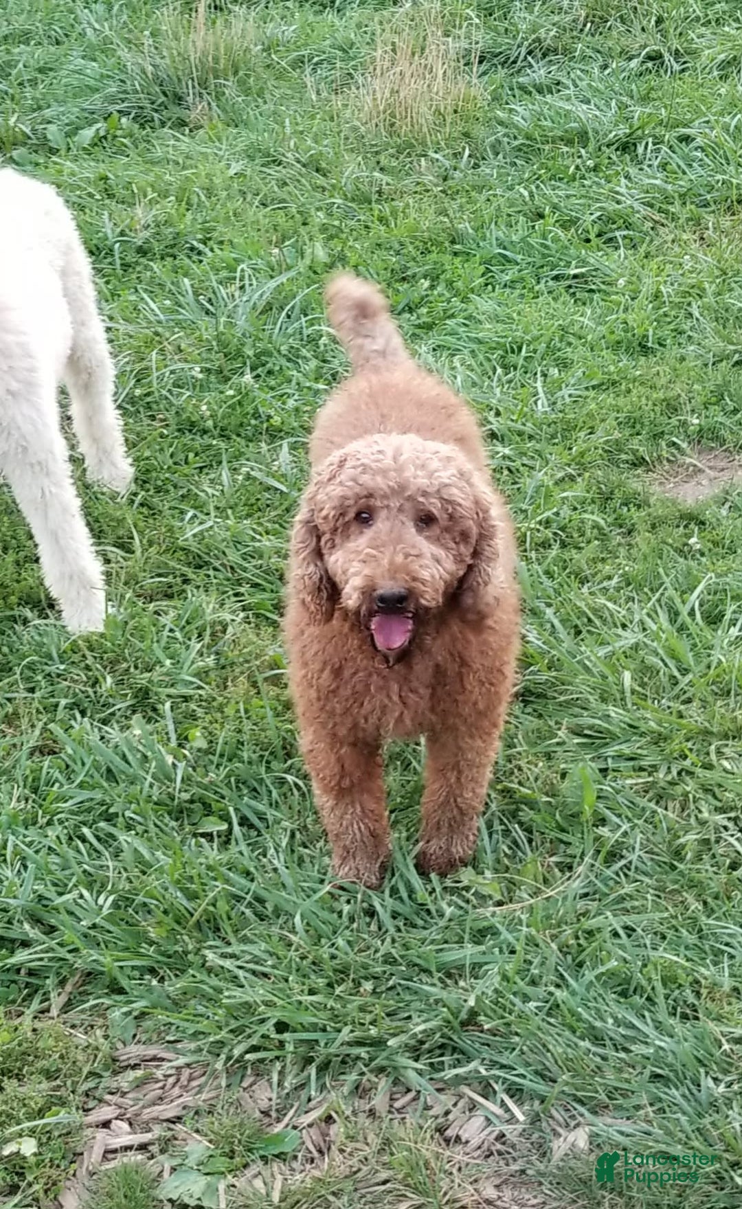 Standard Poodle dogs for sale: Ma Standard - Image 12
