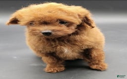 Toy Poodle dogs for sale: Lili - Image 8