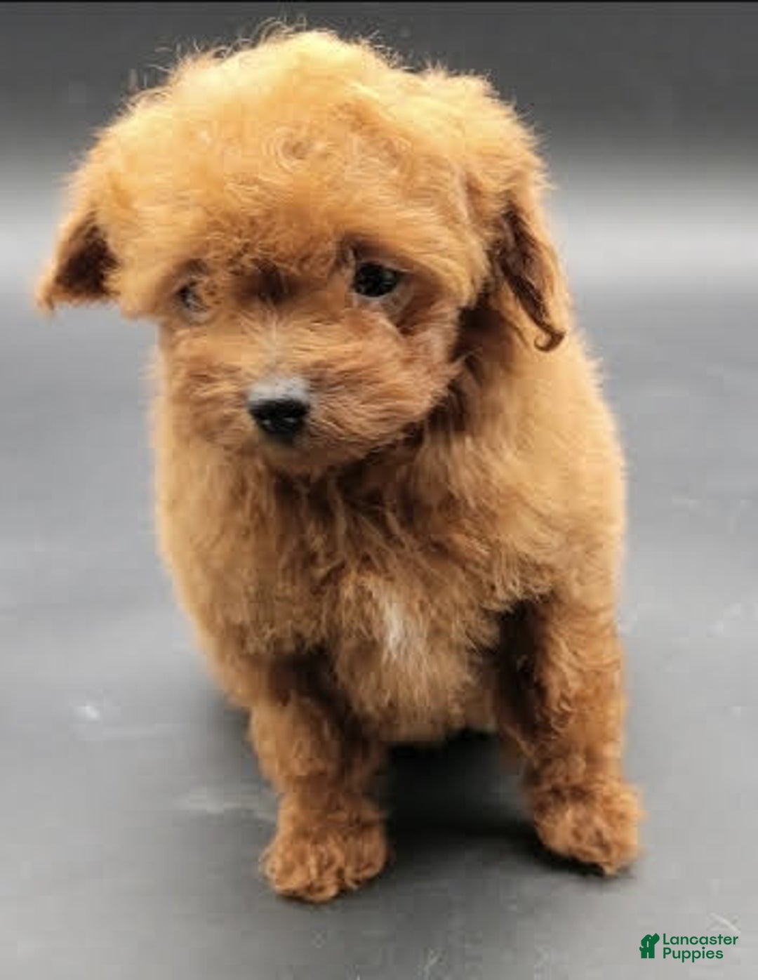 Toy Poodle dogs for sale: Lili - Image 8
