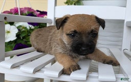 Cairn Terrier dogs for sale: Carol - Image 9