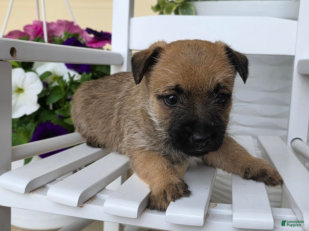 Cairn Terrier dogs for sale: Carol - Image 9