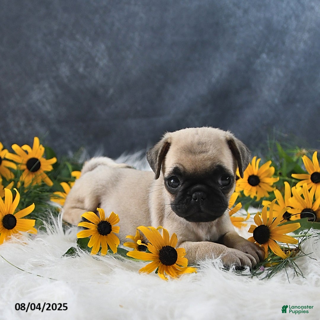 Pug dogs for sale: Taylor - Image 4